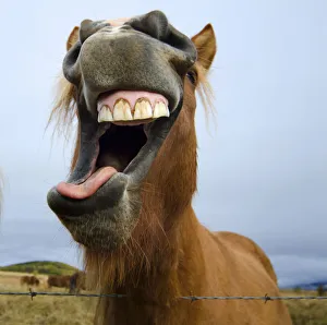 Icelandic Horse Making a Silly Face Icelandic Horse Making a Silly Face