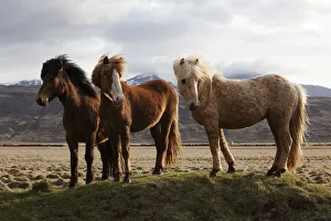 Icelandic horses, Bloendues, North Iceland, Iceland, Europe Icelandic horses, Bloendues, North Iceland, Iceland, Europe