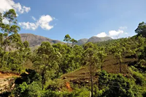 Western Ghats India Prints: Idukki