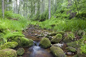 Idyllic mountain stream in the northern Black Forest, Forbach, Herrenwies, Baden-Wuerttemberg, Germany, Europe Idyllic mountain stream in the northern Black Forest, Forbach, Herrenwies, Baden-Wuerttemberg, Germany, Europe