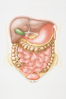 Illustration of abdominal cavity including liver, pancreas, stomach, small intestine Illustration of abdominal cavity including liver, pancreas, stomach, small intestine