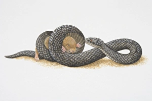Illustration, African Mole Snake (Pseudaspis cana) coiling its body tightly around small rodent and trapping it Illustration, African Mole Snake (Pseudaspis cana) coiling its body tightly around small rodent and trapping it