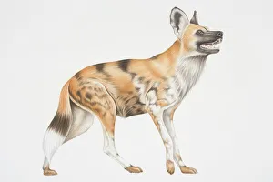 Illustration, African Wild Dog (lycaon pictus), side view Illustration, African Wild Dog (lycaon pictus), side view
