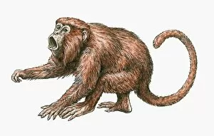 Alouatta Seniculus Collection: Illustration of aggressive male Red Howler Monkey (Alouatta Seniculus)