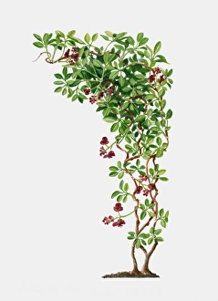 Illustration of Akebia quinata (Fiveleaf Akebia), deciduous to semi-evergreen twining vine with gree Illustration of Akebia quinata (Fiveleaf Akebia), deciduous to semi-evergreen twining vine with gree
