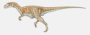 Illustration of Allosaurus theropod dinosaur Illustration of Allosaurus theropod dinosaur