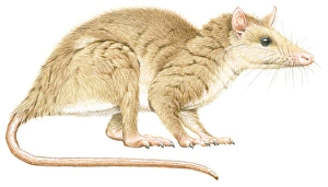 Illustration of Alphadon, a small, furry, primitive mammal Illustration of Alphadon, a small, furry, primitive mammal