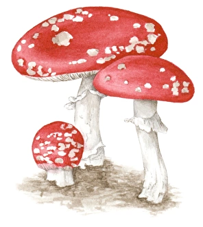 Illustration of Amanita muscaria (Fly agaric) a poisonous, psychoactive basidiomycete fungus with red Illustration of Amanita muscaria (Fly agaric) a poisonous, psychoactive basidiomycete fungus with red