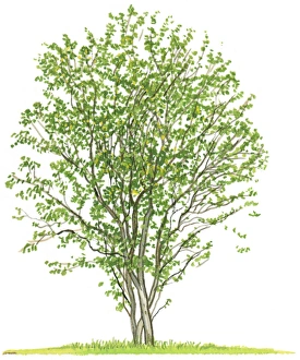 Illustration of Amelanchier alnifolia (Saskatoon Berries), a small tree showing shape of canopy and summer leaves Illustration of Amelanchier alnifolia (Saskatoon Berries), a small tree showing shape of canopy and summer leaves