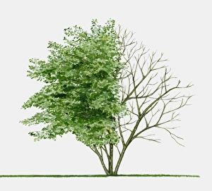 Illustration of Amelanchier lamarckii (Juneberry), a small deciduous tree showing summer leaves Illustration of Amelanchier lamarckii (Juneberry), a small deciduous tree showing summer leaves