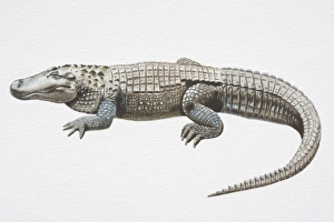 Illustration, American Alligator (Alligator mississippiensis) with slit-like eyes, side view Illustration, American Alligator (Alligator mississippiensis) with slit-like eyes, side view