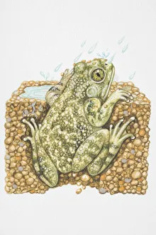 Illustration, American Spadefoot Toad (Scaphiopus sp.) peeking out from burrow in the Illustration, American Spadefoot Toad (Scaphiopus sp.) peeking out from burrow in the