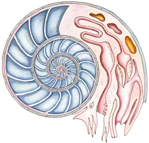 Illustration of Ammonite showing cross section of spiral, and internal organs Illustration of Ammonite showing cross section of spiral, and internal organs