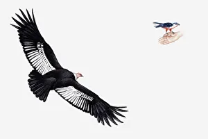 Illustration of Andean Condor ((Vultur gryphus) in flight, and African Pygmy-falcon (Polihierax semitorquatus) Illustration of Andean Condor ((Vultur gryphus) in flight, and African Pygmy-falcon (Polihierax semitorquatus)