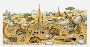 Illustration of animals living in desert above and and in burrows Illustration of animals living in desert above and and in burrows