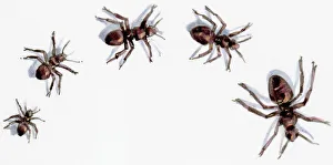 Illustration of five ants mentioned in proverbs Illustration of five ants mentioned in proverbs