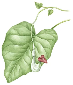 Illustration of Aristolochia durior (Dutchman's Pipe), purple flower and green leaf Illustration of Aristolochia durior (Dutchman's Pipe), purple flower and green leaf