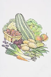 Illustration, assorted fresh fruit and vegetables, Cauliflower and Cabbage heads, Marrow, Apples, Pear, Potatoes Illustration, assorted fresh fruit and vegetables, Cauliflower and Cabbage heads, Marrow, Apples, Pear, Potatoes