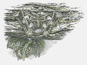 Illustration of Atlas moth (Attacus atlas) camouflaged against tree bark Illustration of Atlas moth (Attacus atlas) camouflaged against tree bark