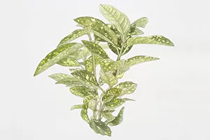 Illustration, Aucuba japonica Variegata, Spotted Laurel or Japanese Laurel, green yellow-spotted leaves Illustration, Aucuba japonica Variegata, Spotted Laurel or Japanese Laurel, green yellow-spotted leaves
