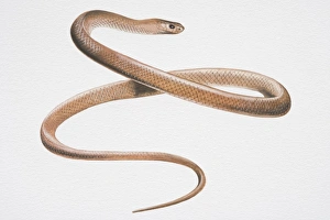 Illustration, Australian Brown Snake (pseudonaja) slithering, side view Illustration, Australian Brown Snake (pseudonaja) slithering, side view