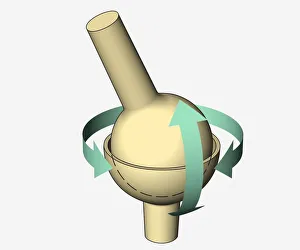 Illustration, ball and socket joint, arrows indicating possible directions of movement Illustration, ball and socket joint, arrows indicating possible directions of movement