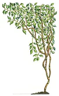 Illustration of Banisteriopsis caapi, a South American tropical rainforest vine used for Ayahuasca decoctions Illustration of Banisteriopsis caapi, a South American tropical rainforest vine used for Ayahuasca decoctions