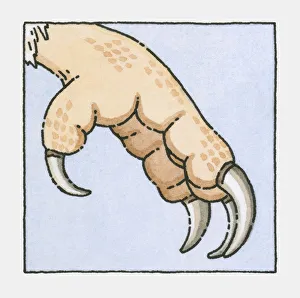 Illustration of Barn Owl (Tyto alba) talons, close-up Illustration of Barn Owl (Tyto alba) talons, close-up