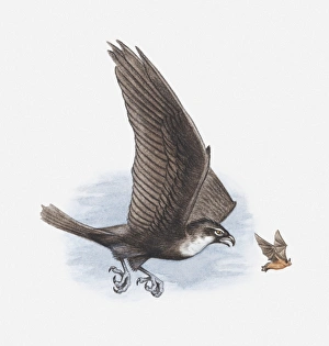Illustration of a Bat hawk (Macheiramphus alcinus) chasing a bat, side view Illustration of a Bat hawk (Macheiramphus alcinus) chasing a bat, side view