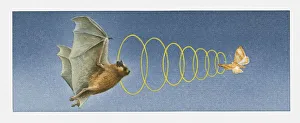 Illustration of bat using acute sense of hearing to locate moth Illustration of bat using acute sense of hearing to locate moth