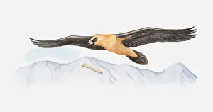Illustration of Bearded vulture (Gypaetus barbatus) in mid-air, dropping bone to smash it open and feed on bone marrow Illustration of Bearded vulture (Gypaetus barbatus) in mid-air, dropping bone to smash it open and feed on bone marrow