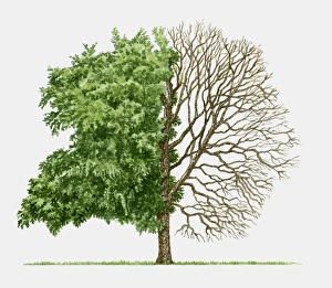 Illustration of Betula nigra (River birch), a deciduous tree showing summer leaves and bare winter b Illustration of Betula nigra (River birch), a deciduous tree showing summer leaves and bare winter b