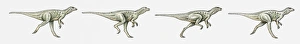 Illustration of a bipedal dinosaur running, multiple image Illustration of a bipedal dinosaur running, multiple image