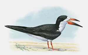 Illustration of a Black Skimmer (Rynchops niger) Illustration of a Black Skimmer (Rynchops niger)