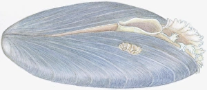 Illustration of Blue Mussel (Mytilus edulis), showing oval opening and fringed opening Illustration of Blue Mussel (Mytilus edulis), showing oval opening and fringed opening