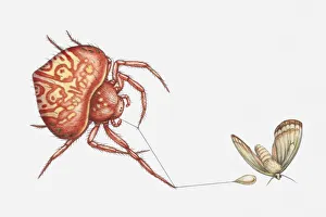 Illustration of Bolas spider (Cladomelea debeeri) catching moth with sticky lure at the end of a thread Illustration of Bolas spider (Cladomelea debeeri) catching moth with sticky lure at the end of a thread