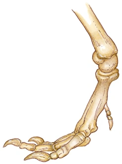 Illustration of bones of Tyrannosaurus foot showing long toes, small first toe, or dew claw, and ankle joint Illustration of bones of Tyrannosaurus foot showing long toes, small first toe, or dew claw, and ankle joint
