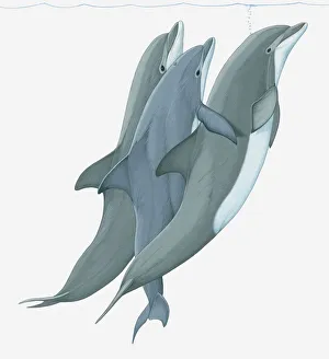 Illustration of two Bottlenose Dolphins (Tursiops) lifting a third dolphin to water surface Illustration of two Bottlenose Dolphins (Tursiops) lifting a third dolphin to water surface