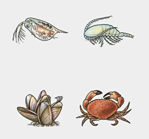 Illustration of branchiopoda, copepod, barnacle and malacostracan Illustration of branchiopoda, copepod, barnacle and malacostracan