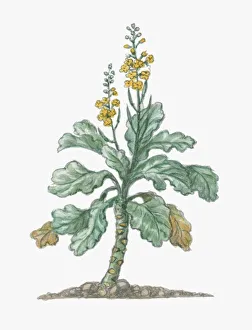 Illustration of Brassica oleracea (Wild Mustard), tall biennial plant with small yellow Illustration of Brassica oleracea (Wild Mustard), tall biennial plant with small yellow