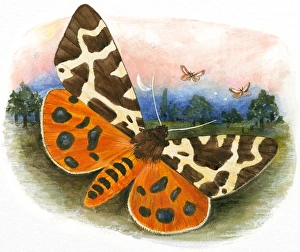 Illustration of brightly coloured moth flying at night Illustration of brightly coloured moth flying at night