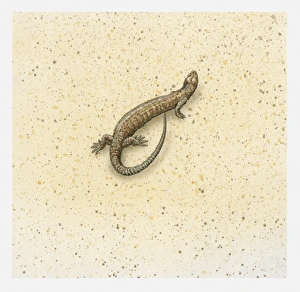 Illustration of a brown lizard, view from above Illustration of a brown lizard, view from above