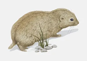 Illustration, brown Siberian Lemming (Lemmus sibiricus), side view Illustration, brown Siberian Lemming (Lemmus sibiricus), side view