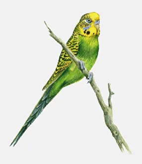 Illustration of a budgerigar perching on a branch Illustration of a budgerigar perching on a branch