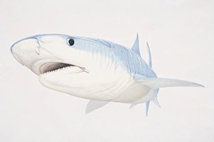 Illustration of Bull Shark (carcharhinus leucas) underwater Illustration of Bull Shark (carcharhinus leucas) underwater