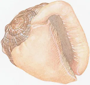 Illustration of Bullmouth Helmet (cypraecassis rufa), empty shell showing aperture or opening Illustration of Bullmouth Helmet (cypraecassis rufa), empty shell showing aperture or opening