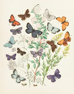 Illustration of butterflies and green caterpillars on plant and flower stems Illustration of butterflies and green caterpillars on plant and flower stems