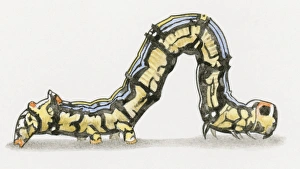 Illustration of Cabbage Looper (Trichoplusia ni) caterpillar also known as a Cabbage Worm Illustration of Cabbage Looper (Trichoplusia ni) caterpillar also known as a Cabbage Worm