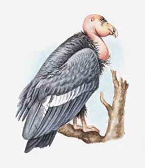 Illustration of California condor (Gymnogyps californianus) perching on tree branch, side view Illustration of California condor (Gymnogyps californianus) perching on tree branch, side view