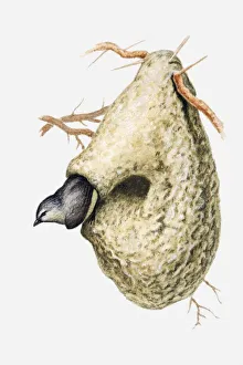 Illustration of Cape penduline tit (Anthoscopus minutus) emerging from hole in nest Illustration of Cape penduline tit (Anthoscopus minutus) emerging from hole in nest
